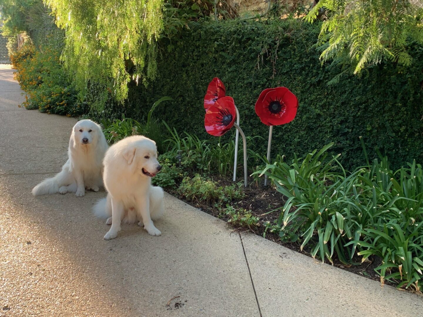 Two white dogs sitting on a sidewalk next to some bushes