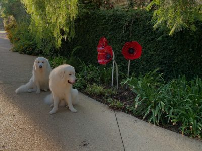 Two white dogs sitting on the side of a road.