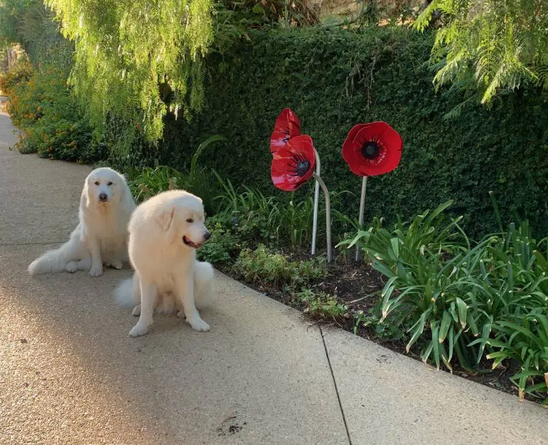 Two white dogs sitting on the side of a road.